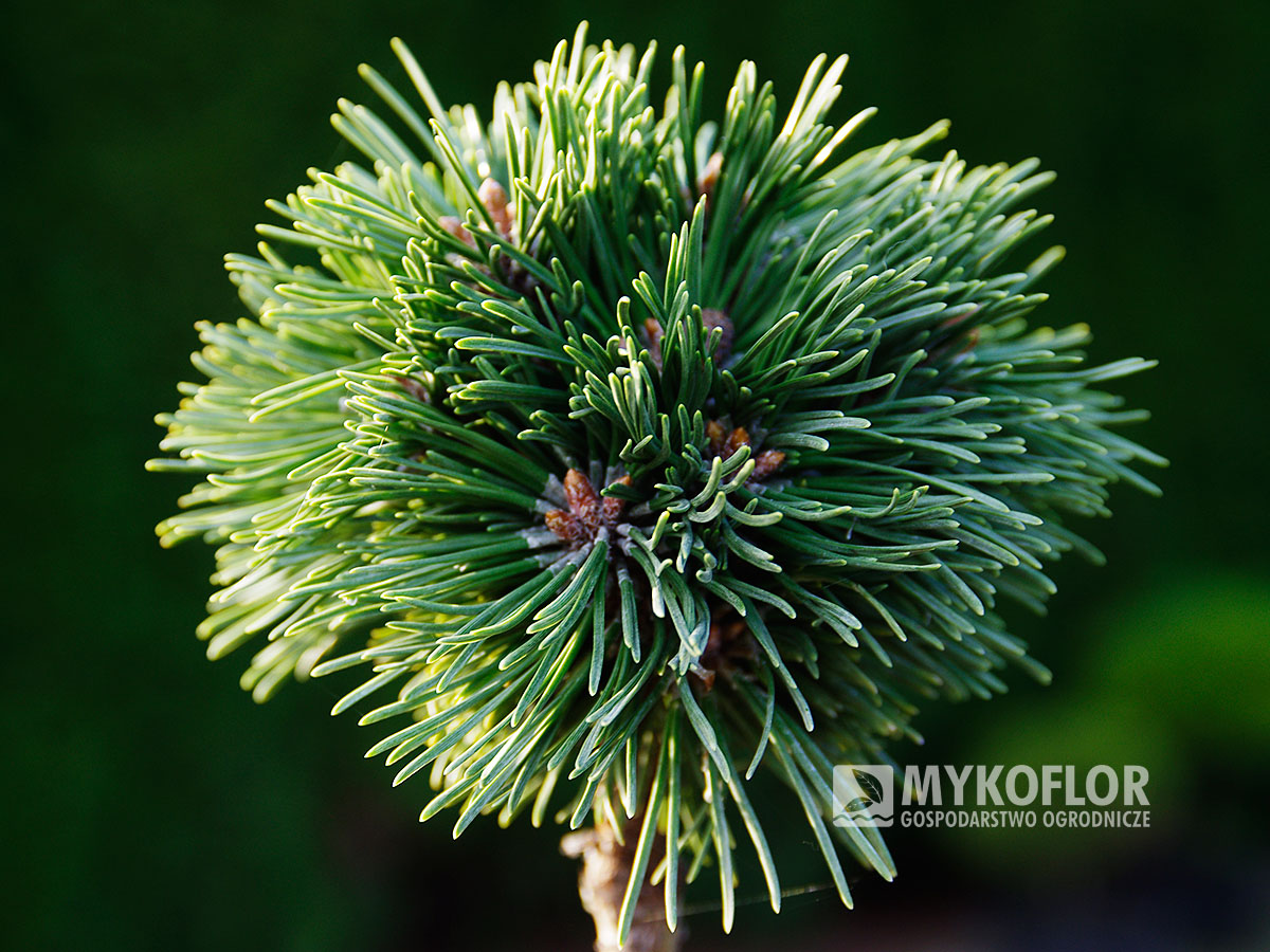 Pinus mugo subsp. uncinata Balalajka (San Sebastian 228)