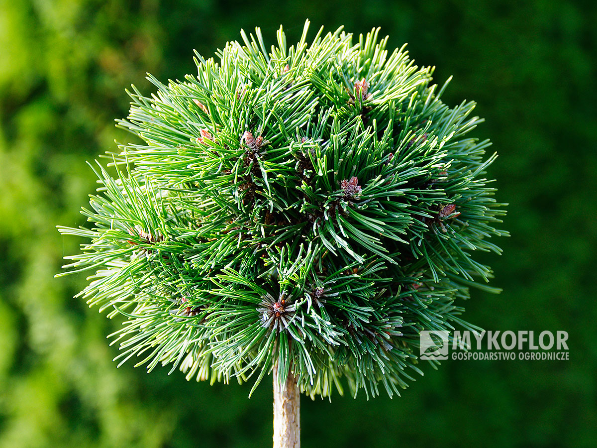 Pinus mugo subsp. uncinata Bublina