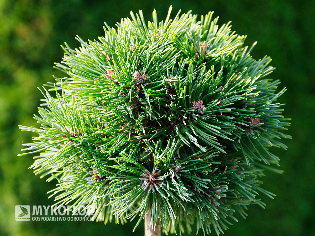 Pinus mugo subsp. uncinata Bublina