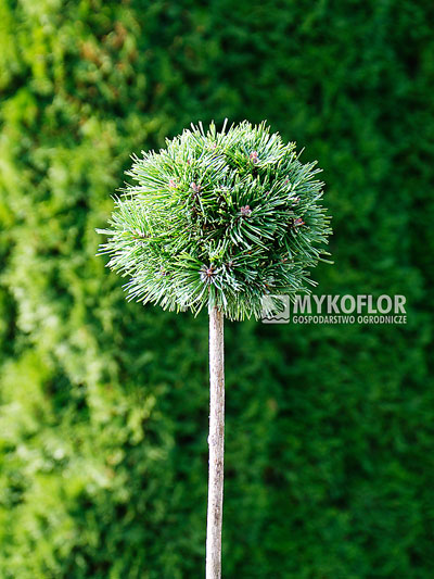 Pinus mugo subsp. uncinata Bublina – roślina zaszczepiona na pniu