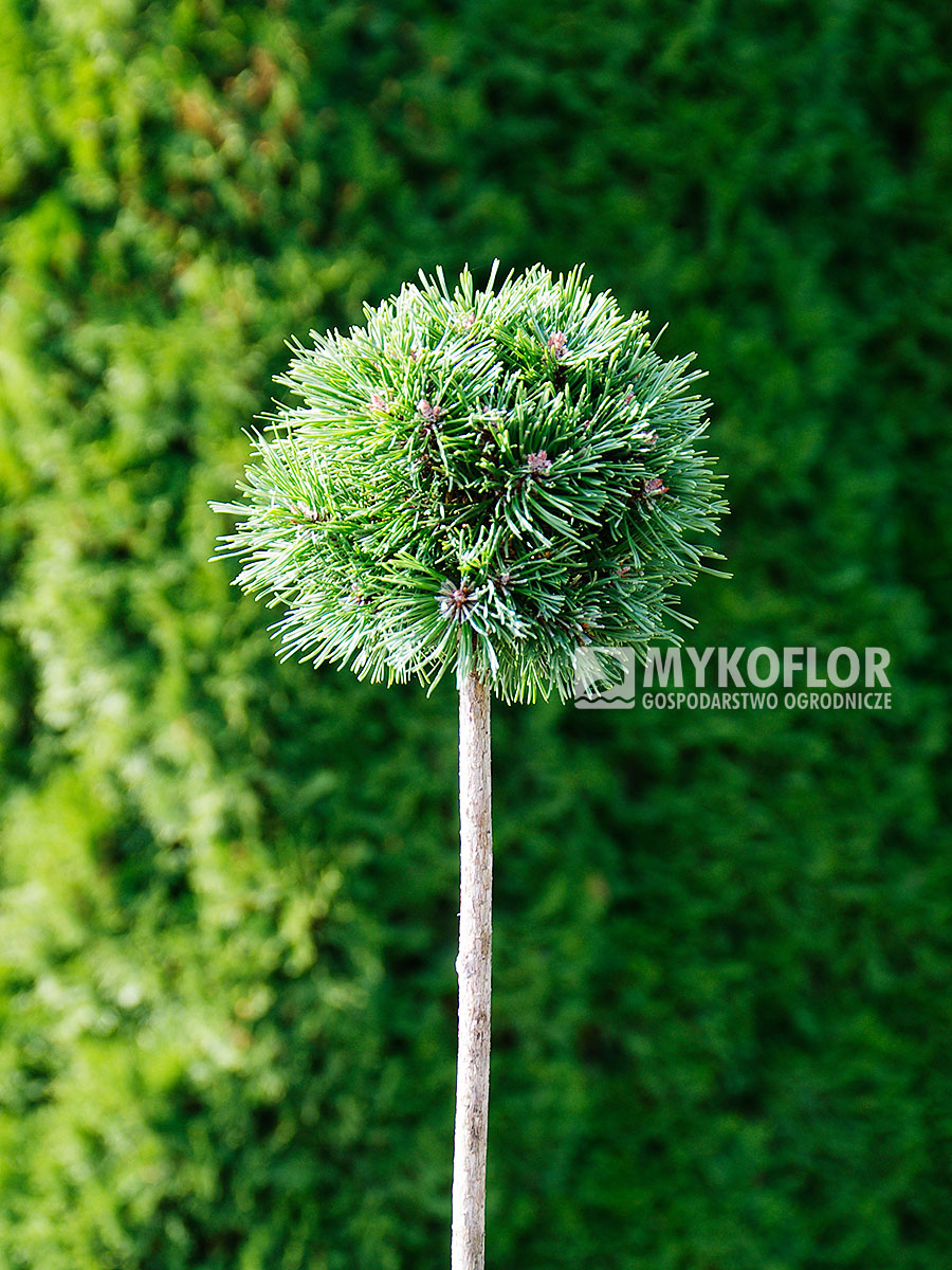 Pinus mugo subsp. uncinata Bublina – roślina zaszczepiona na pniu