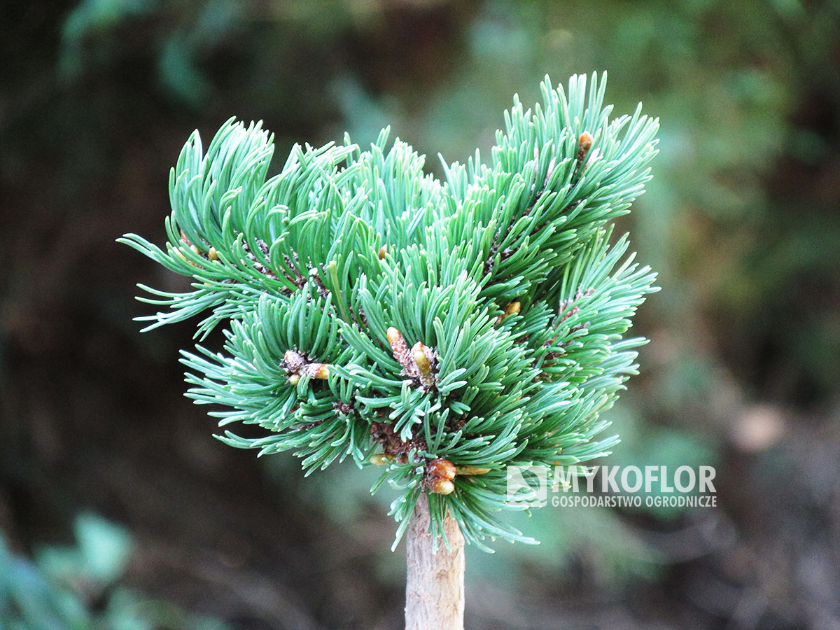 Pinus mugo subsp. uncinata Emanuel (San Sebastian 689) – przykładowy materiał oferowany do sprzedaży