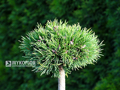 Pinus mugo (uncinata) Grune Welle