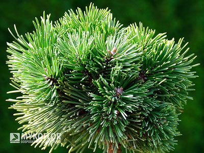 Pinus mugo subsp. uncinata Hanička