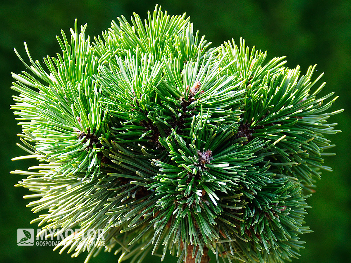 Pinus mugo subsp. uncinata Hanička