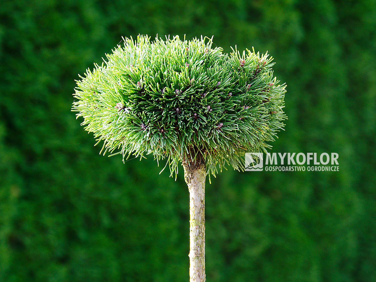 Pinus mugo subsp. uncinata Heideperle – roślina zaszczepiona na pniu