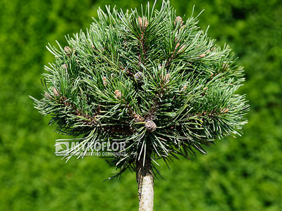 Pinus mugo subsp. uncinata Hilke