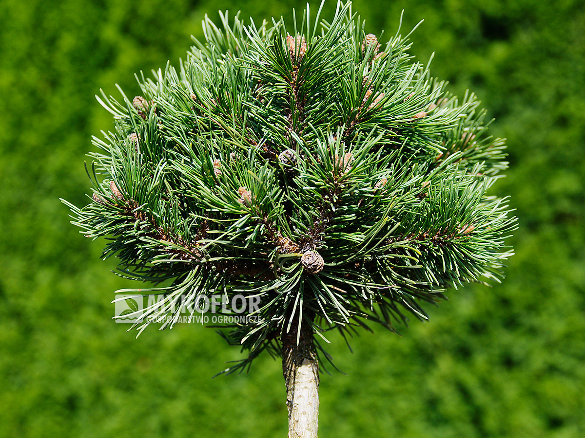 Pinus mugo subsp. uncinata Hilke