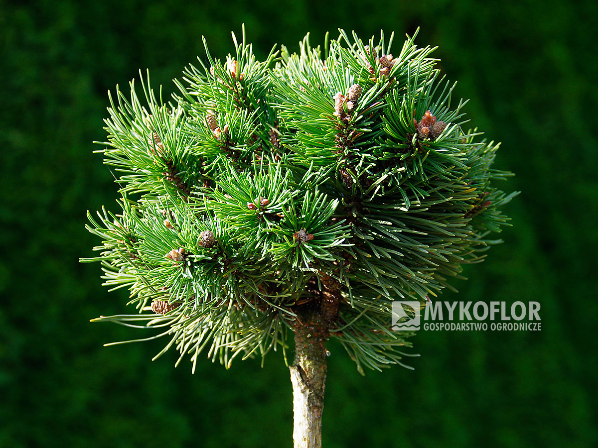 Pinus mugo subsp. uncinata Hilke