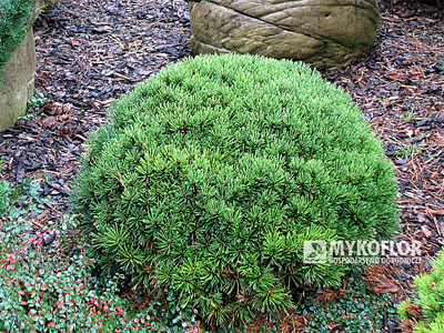 Pinus mugo (uncinata) Jezek