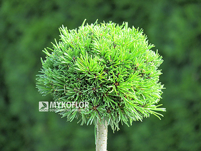 Pinus mugo subsp. uncinata Klubičko - roślina zaszczepiona na niewysokim pieńku