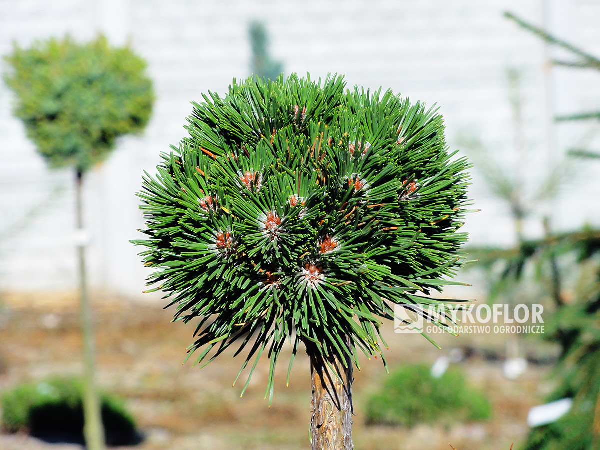 Pinus mugo subsp. uncinata Konica (San Sebastian 637)