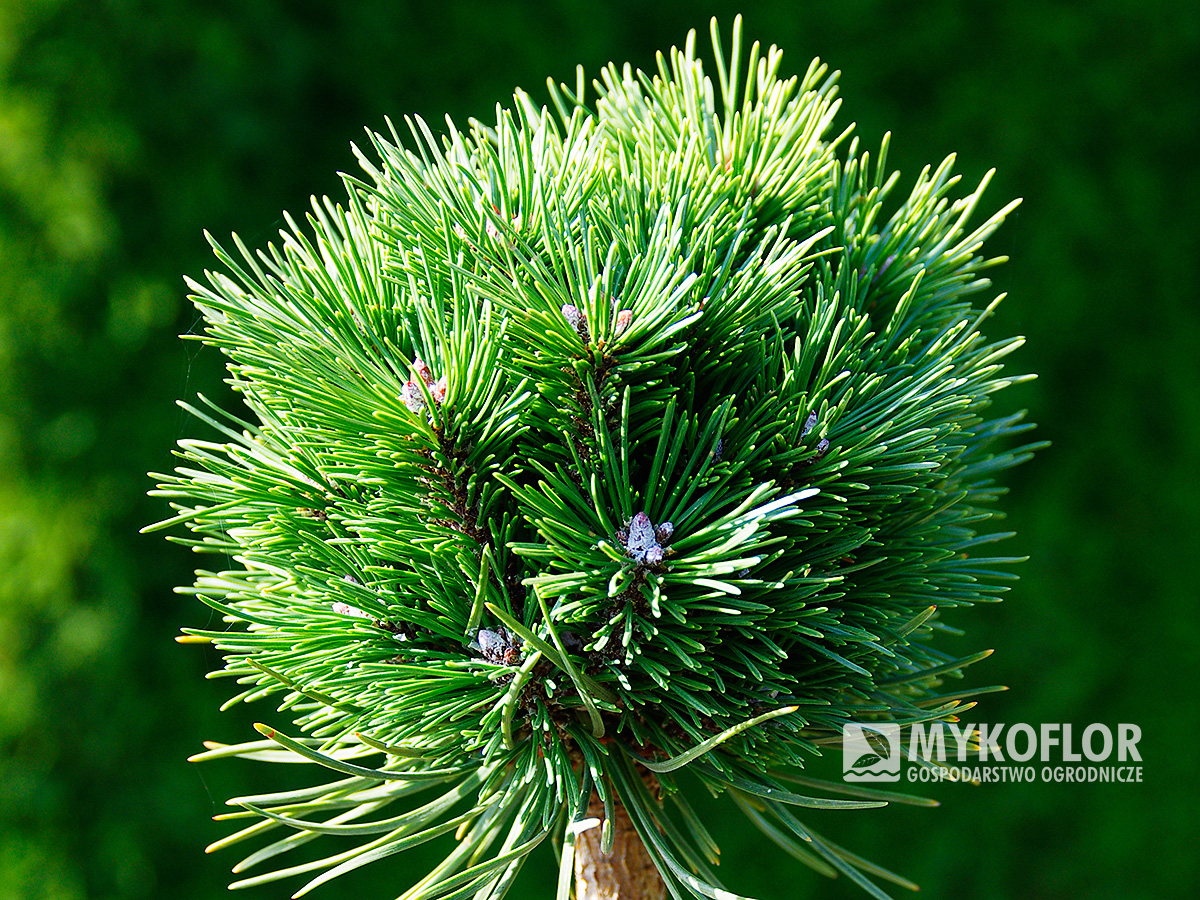 Pinus mugo subsp. uncinata Konica (San Sebastian 637) – przykładowy materiał oferowany do sprzedaży