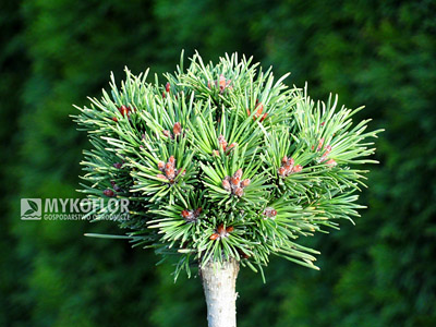 Pinus mugo (uncinata) Kostelnicek