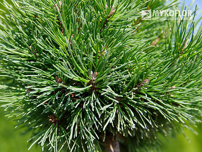 Pinus mugo subsp. uncinata Kuri – zbliżenie igły