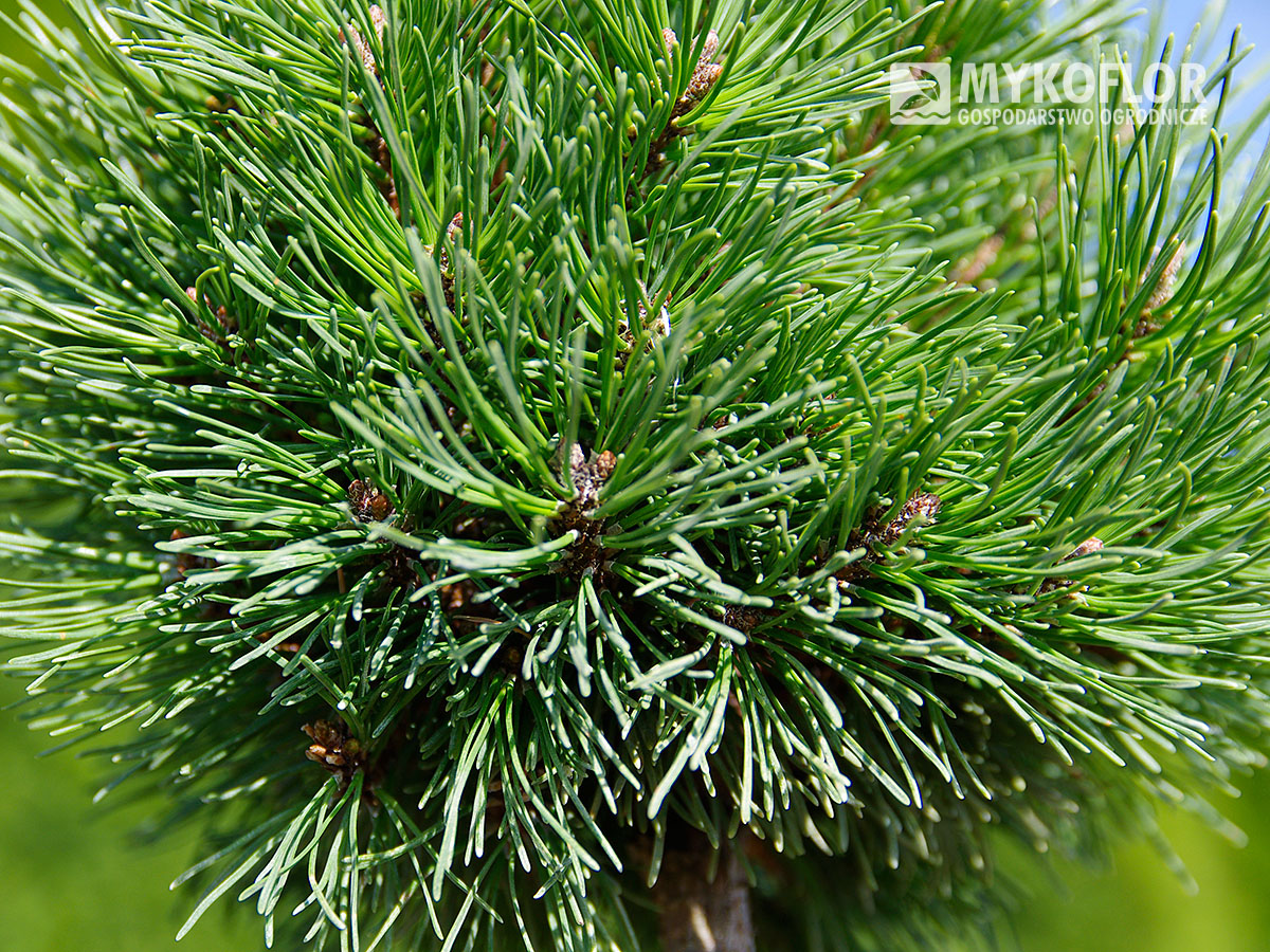 Pinus mugo subsp. uncinata Kuri – zbliżenie igły