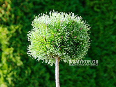 Pinus mugo subsp. uncinata Kuri