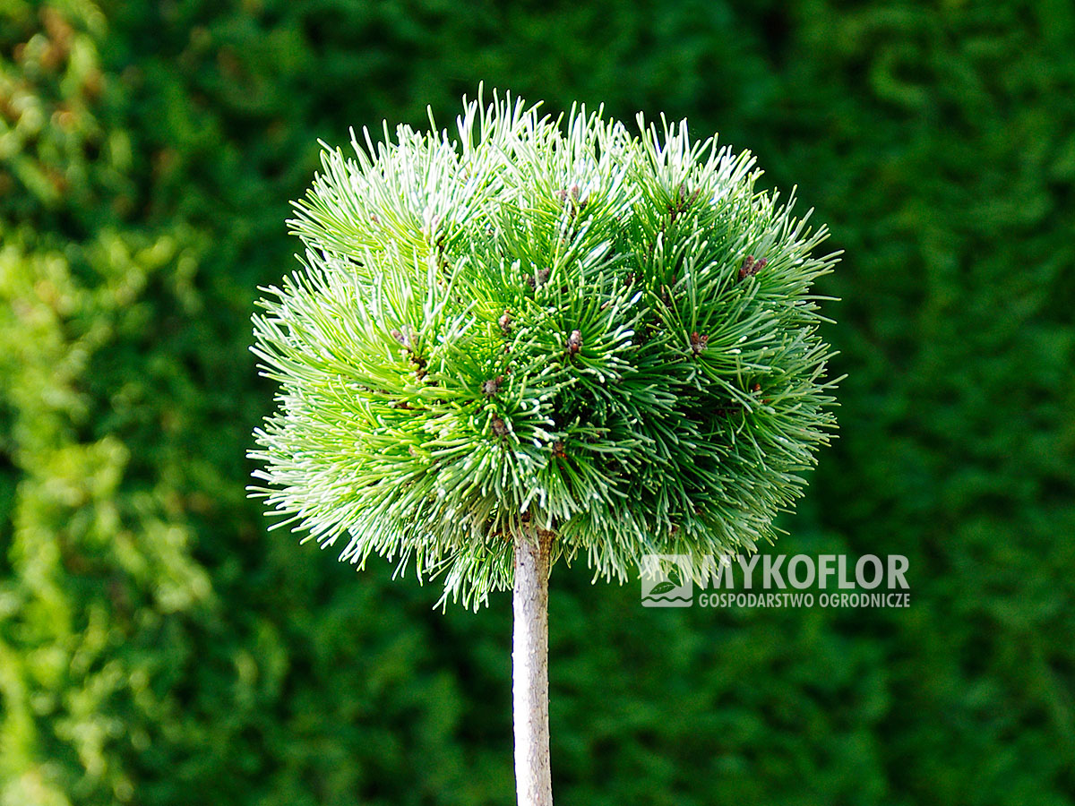 Pinus mugo subsp. uncinata Kuri