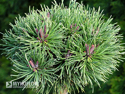 Pinus mugo (uncinata) Litomysl Pa 40cm