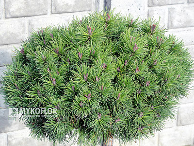 Pinus mugo (uncinata) Litomysl Pa 40cm