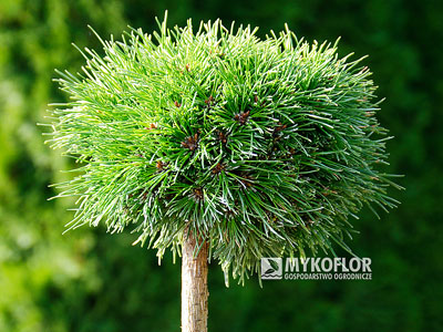 Pinus mugo subsp. uncinata Masopust
