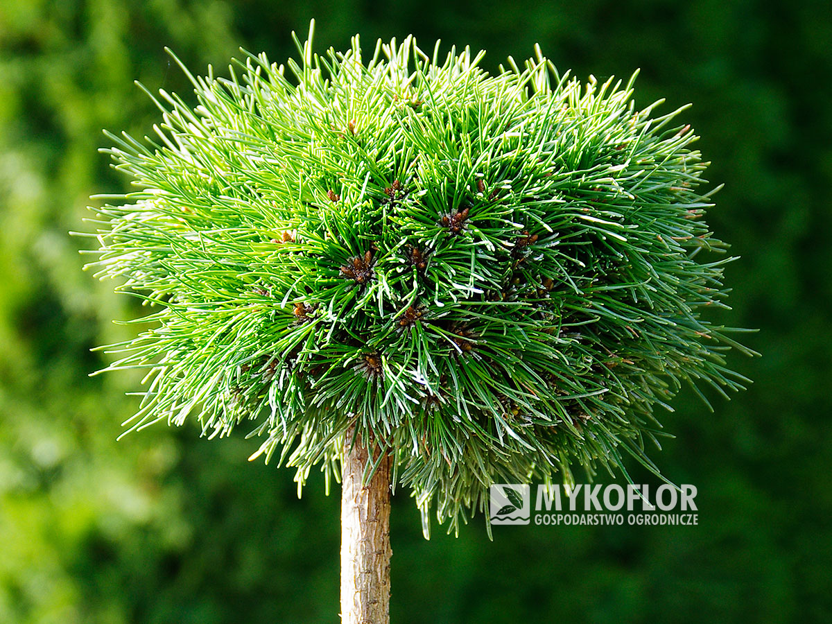 Pinus mugo subsp. uncinata Masopust