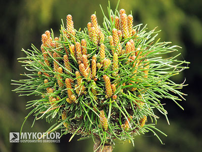 Pinus mugo subsp. uncinata Masopust – na wiosnę