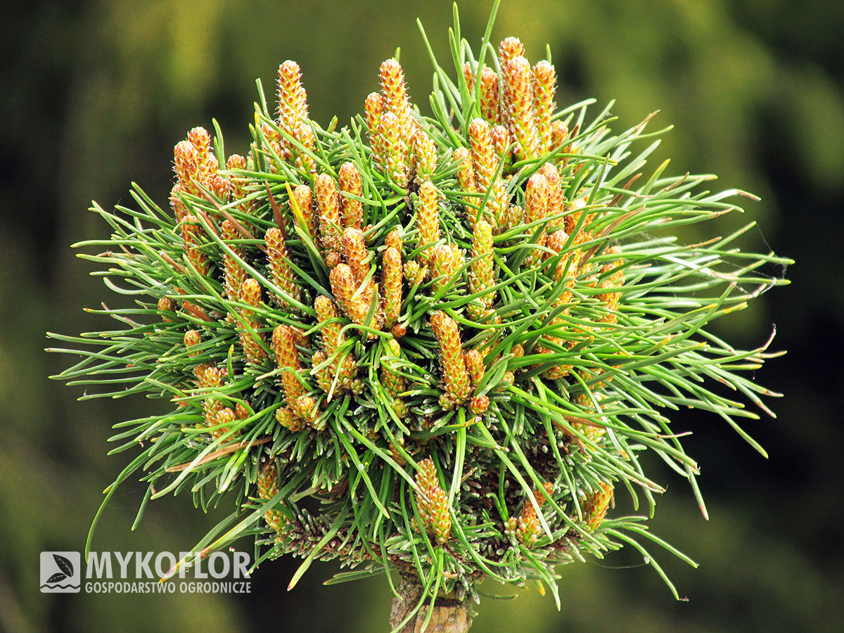 Pinus mugo subsp. uncinata Masopust – na wiosnę