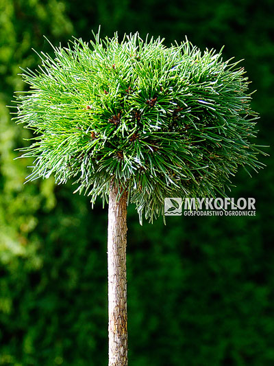 Pinus mugo subsp. uncinata Masopust – roślina zaszczepiona na pniu
