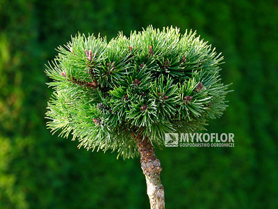 Pinus mugo subsp. uncinata Meloun