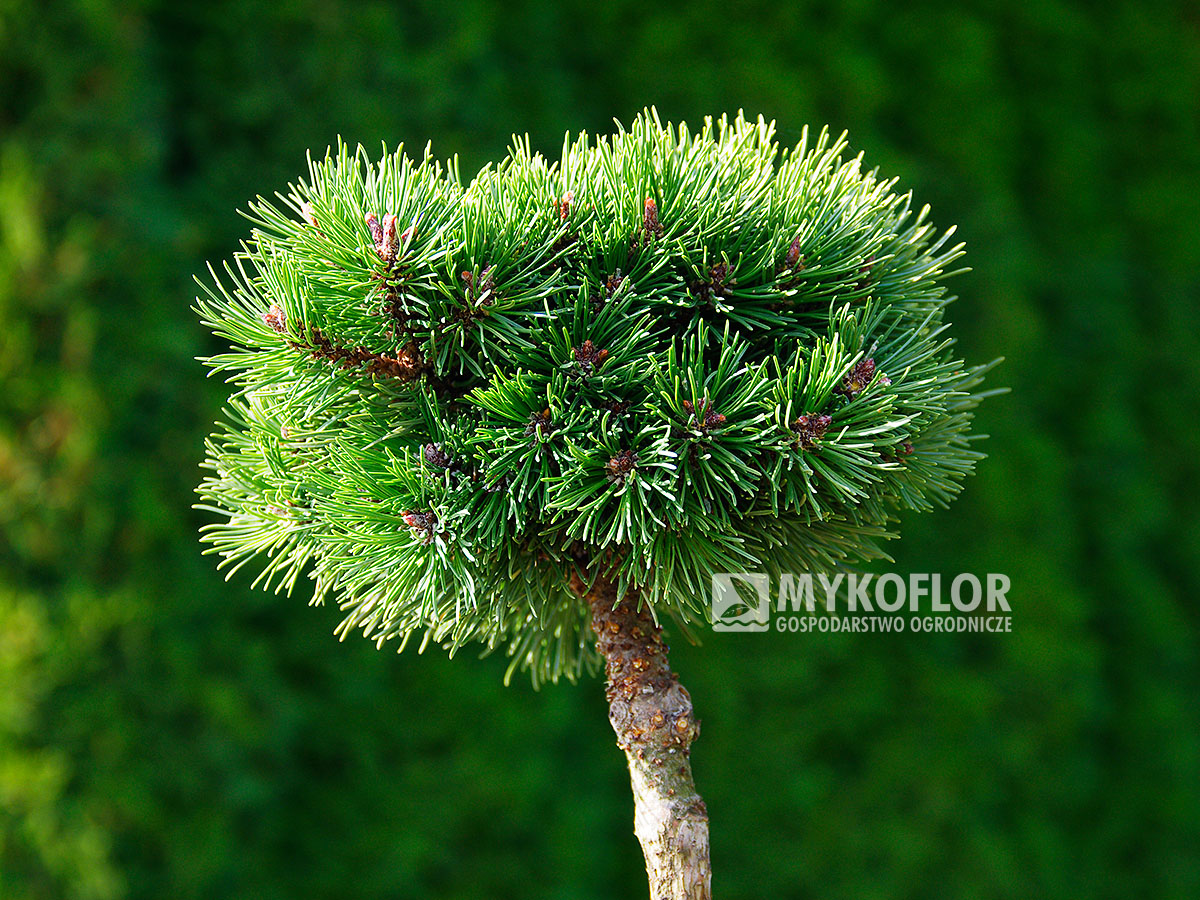 Pinus mugo subsp. uncinata Meloun