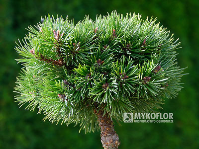 Pinus mugo subsp. uncinata Meloun
