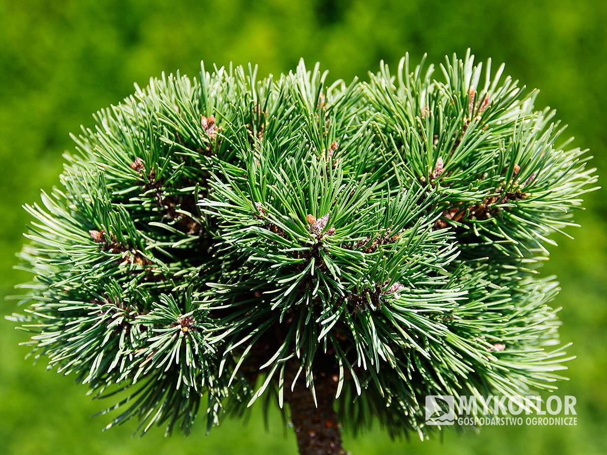 Pinus mugo subsp. uncinata Meloun