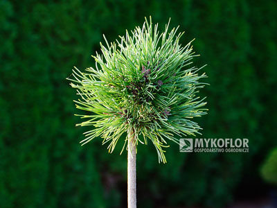 Pinus mugo subsp. uncinata Opal (San Sebastian 232)