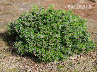 Pinus mugo subsp. uncinata Paradekissen