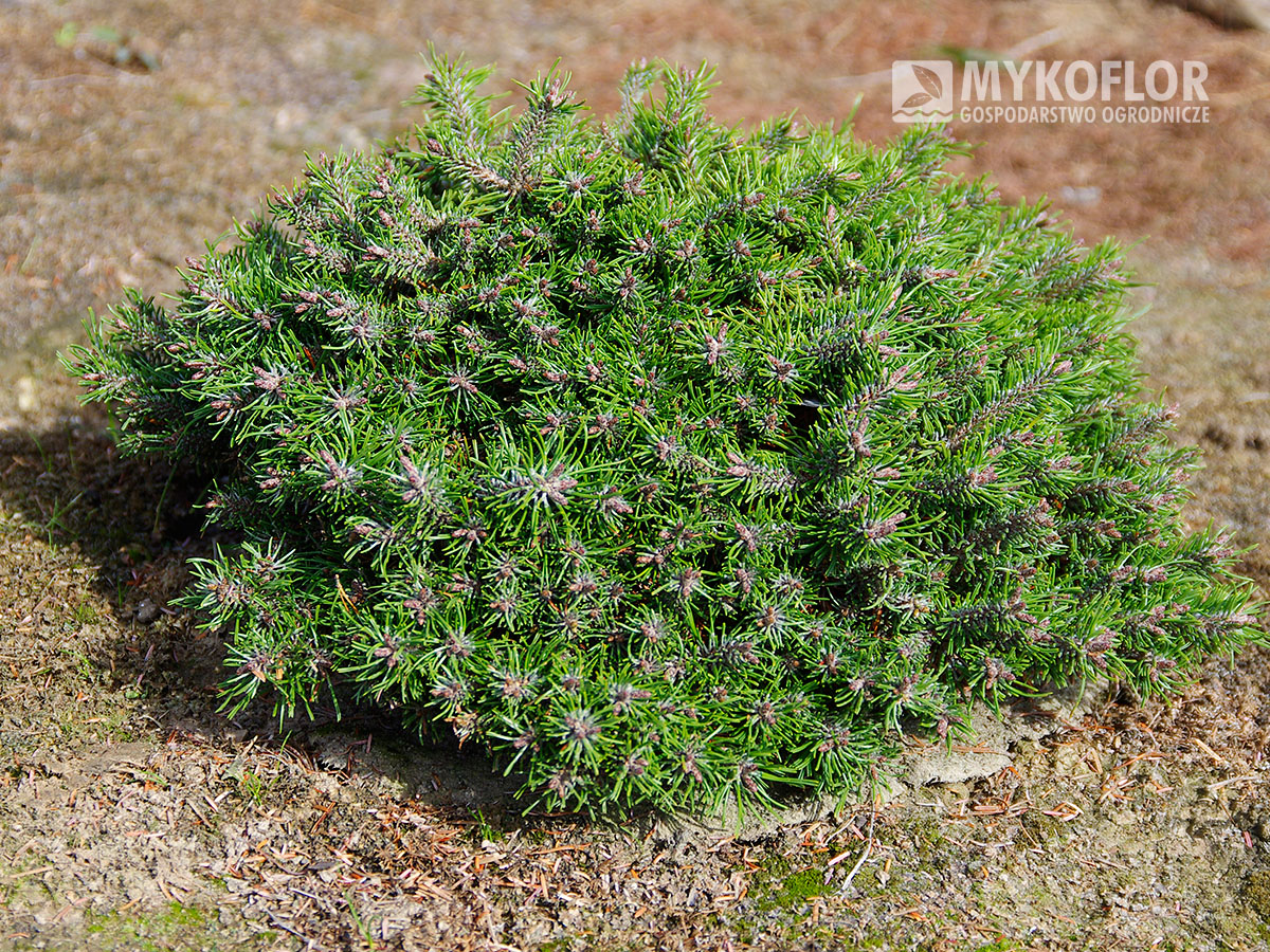 Pinus mugo subsp. uncinata Paradekissen