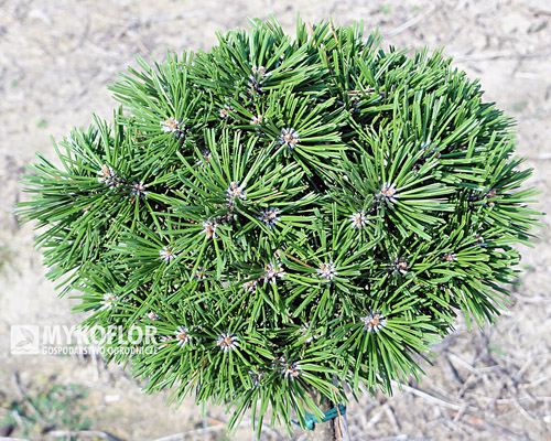 Pinus mugo (uncinata) Pavlinka Pa 40cm