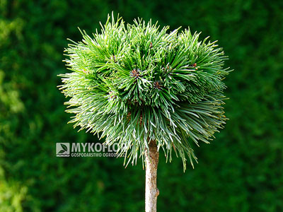 Pinus mugo subsp. uncinata Peugeot