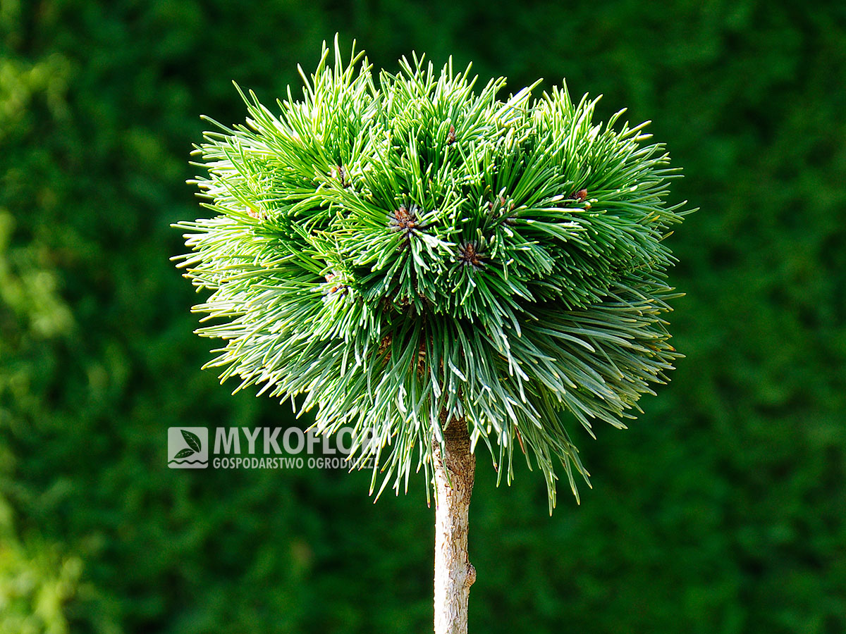 Pinus mugo subsp. uncinata Peugeot