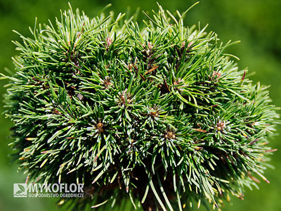 Pinus mugo subsp. uncinata Pluto