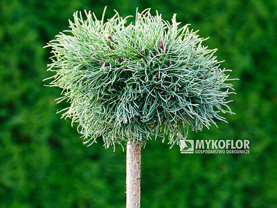 Pinus mugo subsp. uncinata Romulus (San Sebastian 706) – roślina zaszczepiona na niewysokim pieńku
