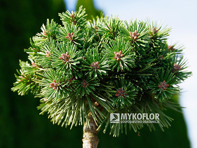 Pinus mugo subsp. uncinata Sioux