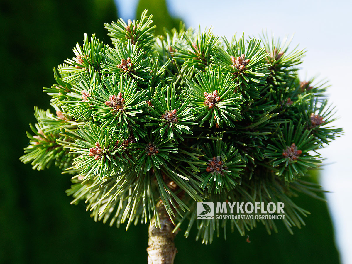 Pinus mugo subsp. uncinata Sioux
