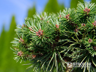 Pinus mugo subsp. uncinata Sioux – zbliżenie igły