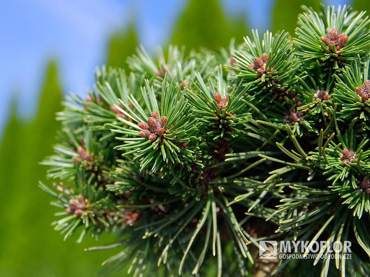 Pinus mugo subsp. uncinata Sioux – zbliżenie igły