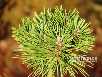 Pinus mugo subsp. uncinata Sporný (San Sebastian 407)