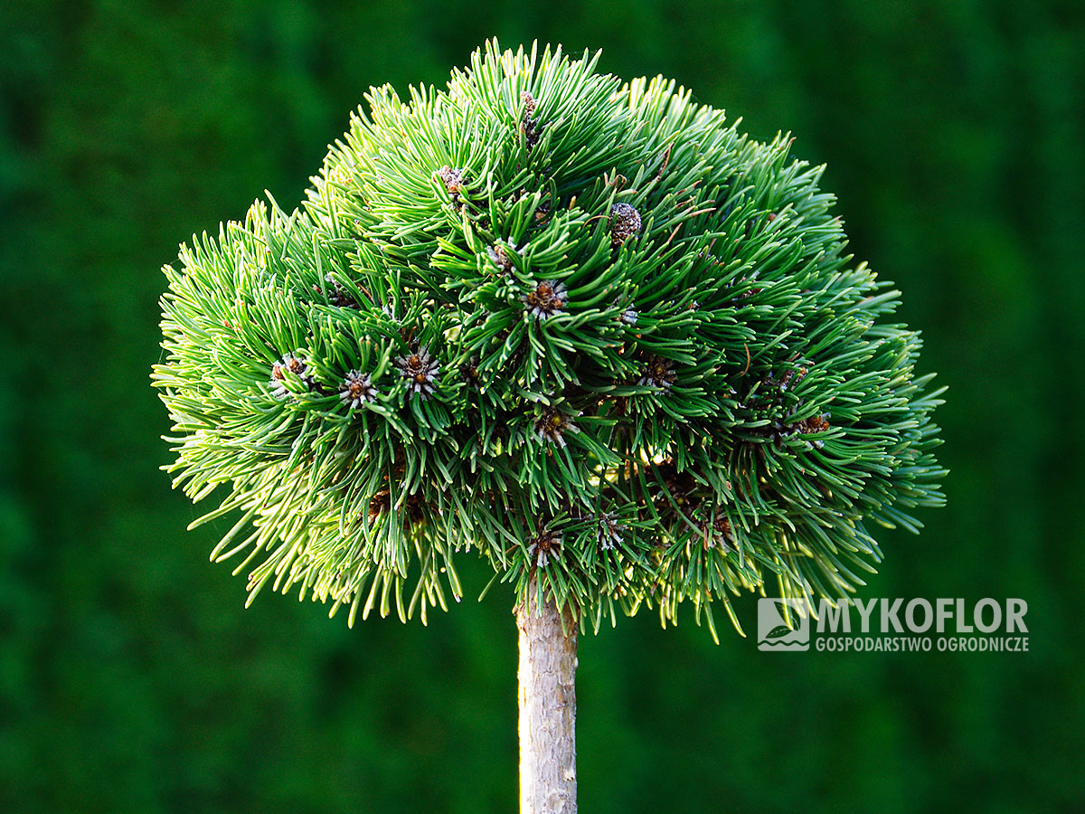 Pinus mugo subsp. uncinata Vlasta (San Sebastian 785)