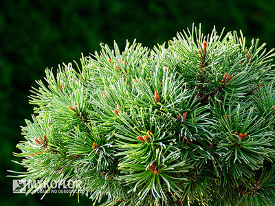 Pinus mugo subsp. uncinata Wiel – zbliżenie igieł