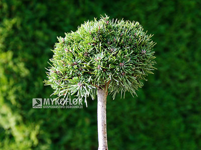 Pinus mugo Suzi