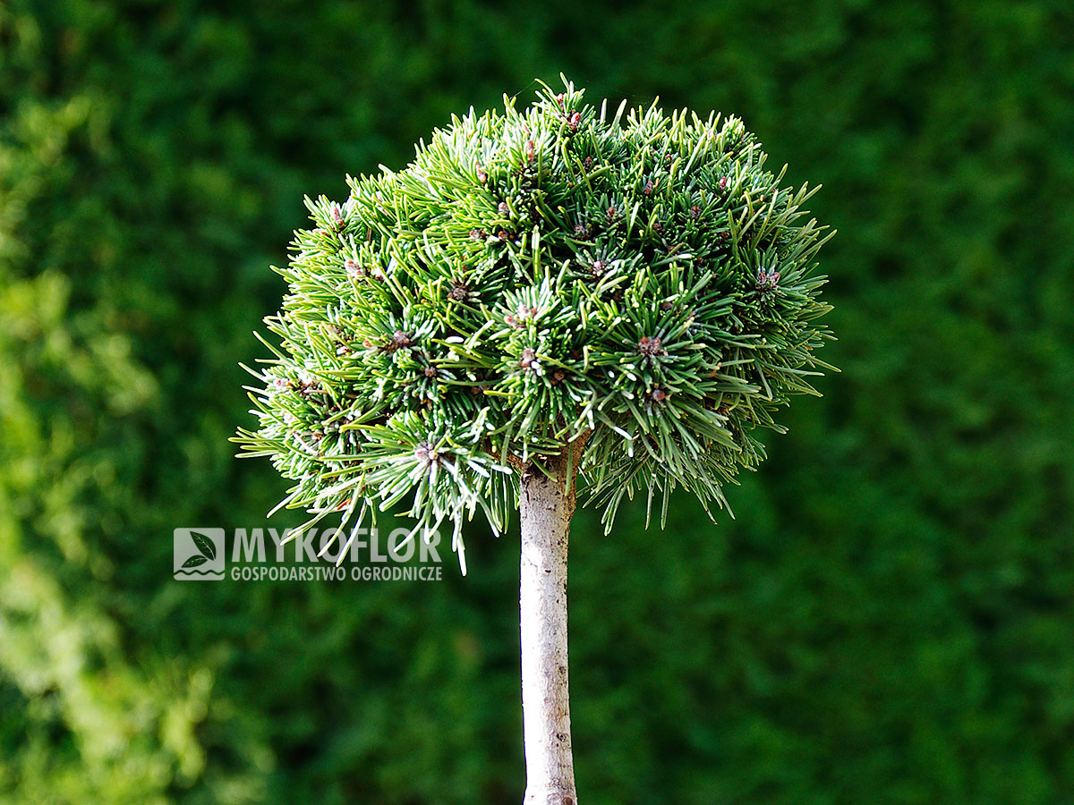 Pinus mugo Suzi